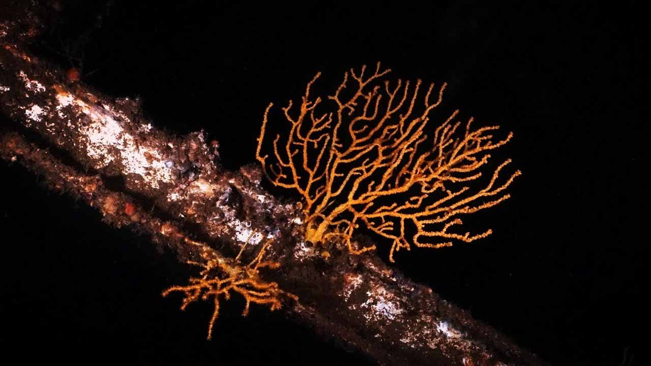 A Câmara Municipal de Portimão está a constituir uma equipa de trabalho para a salvaguarda do Ocean Revial. Parceria com a Portisub para a gestão do parque é uma das hipóteses em cima da mesa.