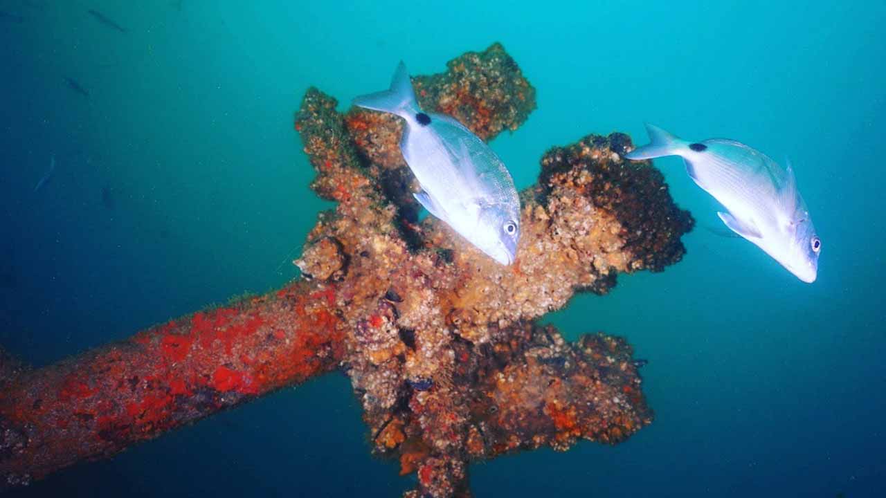 A Câmara Municipal de Portimão está a constituir uma equipa de trabalho para a salvaguarda do Ocean Revial. Parceria com a Portisub para a gestão do parque é uma das hipóteses em cima da mesa.