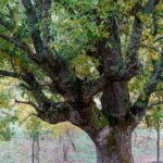 Um grupo de sete investigadores, incluindo a bastonária da Ordem dos Biólogos, lançou hoje uma petição que propõe a criação de um enquadramento legal específico para assegurar a conservação dos bosques de carvalhos autóctones portugueses.