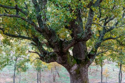 Um grupo de sete investigadores, incluindo a bastonária da Ordem dos Biólogos, lançou hoje uma petição que propõe a criação de um enquadramento legal específico para assegurar a conservação dos bosques de carvalhos autóctones portugueses.