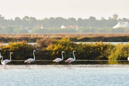 A classificação da primeira reserva natural de Portugal, há 50 anos, pôs em marcha um processo de conservação que foi alargado a outras áreas nacionais ambientalmente sensíveis, existindo hoje nove zonas classificadas como reservas naturais no país.