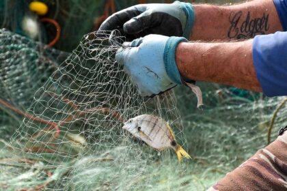 Um grupo de investigadores propôs medidas para minimizar o stress e melhorar o bem-estar dos peixes, como a redução do tempo de permanência no anzol ou o seu abate rapidamente com métodos humanitários.