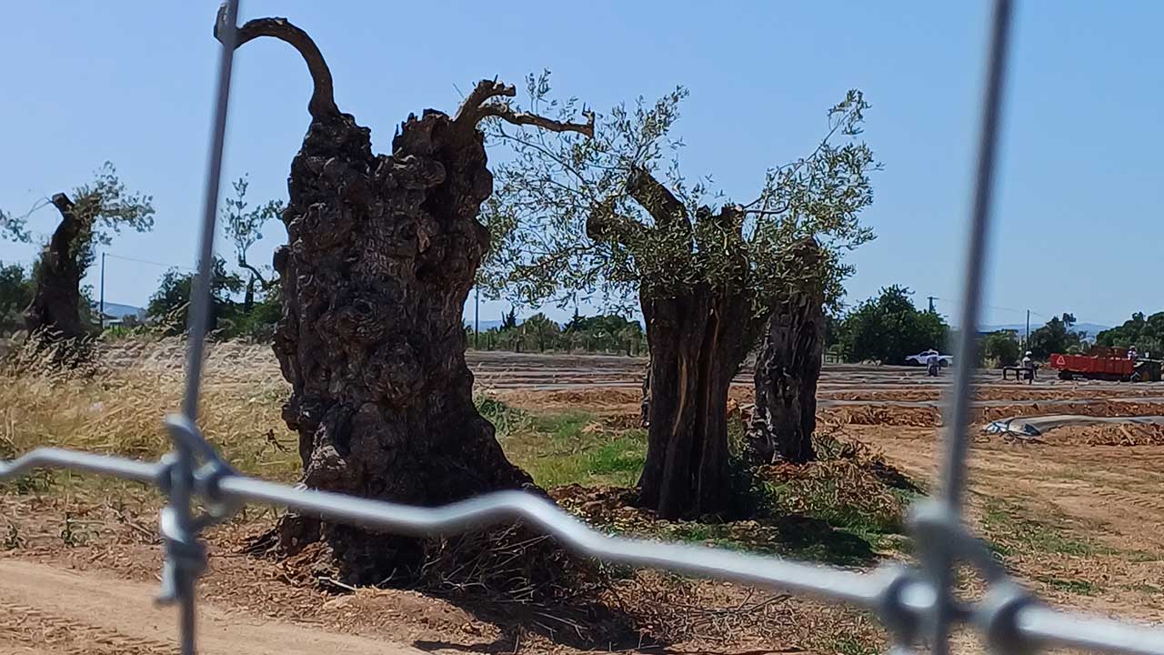Todos os dias, a um ritmo avassalador, sacrificamos e vendemos memória e identidade. O Algarve, tal como o conhecemos, muito em breve irá desaparecer.