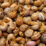 Música, animação e gastronomia vão marcar mais uma edição do Festival Internacional do Caracol, em Castro Marim, com destaque para as mostras de sabores espanhóis.