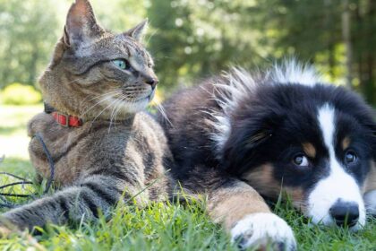 Faro lança o programa «4 Patas Solidárias» com o objetivo de apoiar famílias mais carenciadas que tenham animais de companhia.