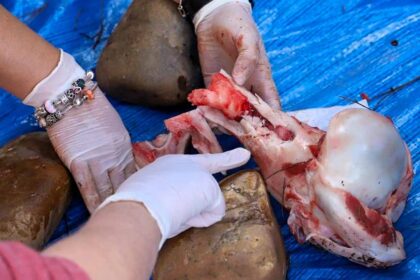 O ICArEHB publicou um novo estudo mostra que o consumo sistemático de medula óssea de mamíferos foi um recurso essencial à sobrevivência do clima no Neolítico português.