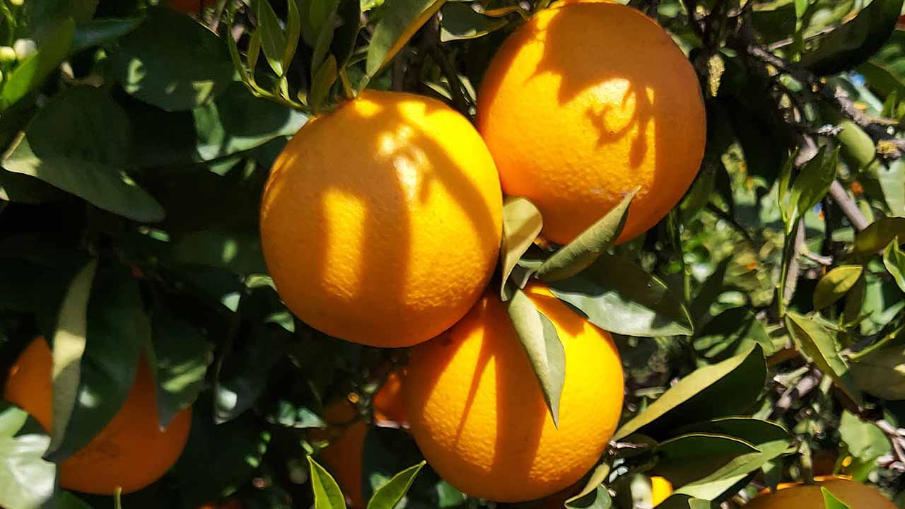 Os Citrinos do Algarve IGP vão dar-se a conhecer em Espanha, França, Alemanha e Canadá, iniciando o arranque da internacionalização da marca.