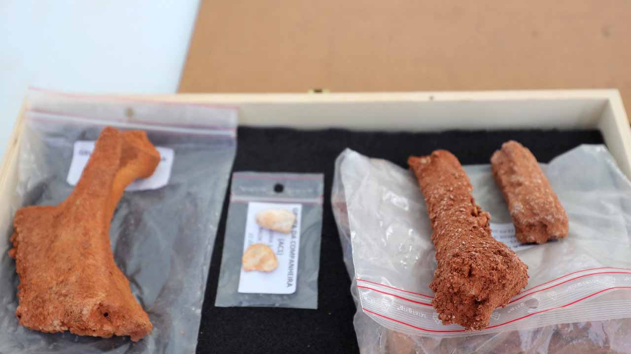 O Dia Aberto na Gruta da Companheira, em Portimão, vai dar a conhecer vestígios humanos com mais de 45 mil anos, do Paleolítico Médio.