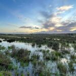 Alagoas Brancas permanecem sem medidas de proteção, alerta hoje o movimento ambientalista, que acusa a Câmara de Lagoa de incumprir o protocolo do Fundo Ambiental.