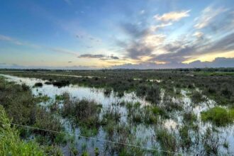 Alagoas Brancas permanecem sem medidas de proteção, alerta hoje o movimento ambientalista, que acusa a Câmara de Lagoa de incumprir o protocolo do Fundo Ambiental.