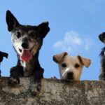 O AlgarveShopping celebra o Dia Mundial do Animal com duas campanhas de adoção em parceria com a Wigglestail Animal Sanctuary e a Animal Rescue Algarve.