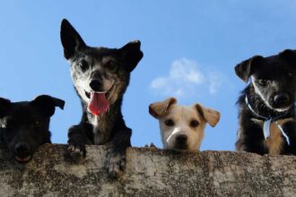 O AlgarveShopping celebra o Dia Mundial do Animal com duas campanhas de adoção em parceria com a Wigglestail Animal Sanctuary e a Animal Rescue Algarve.