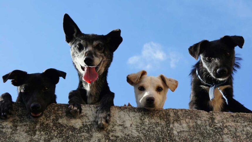 O AlgarveShopping celebra o Dia Mundial do Animal com duas campanhas de adoção em parceria com a Wigglestail Animal Sanctuary e a Animal Rescue Algarve.