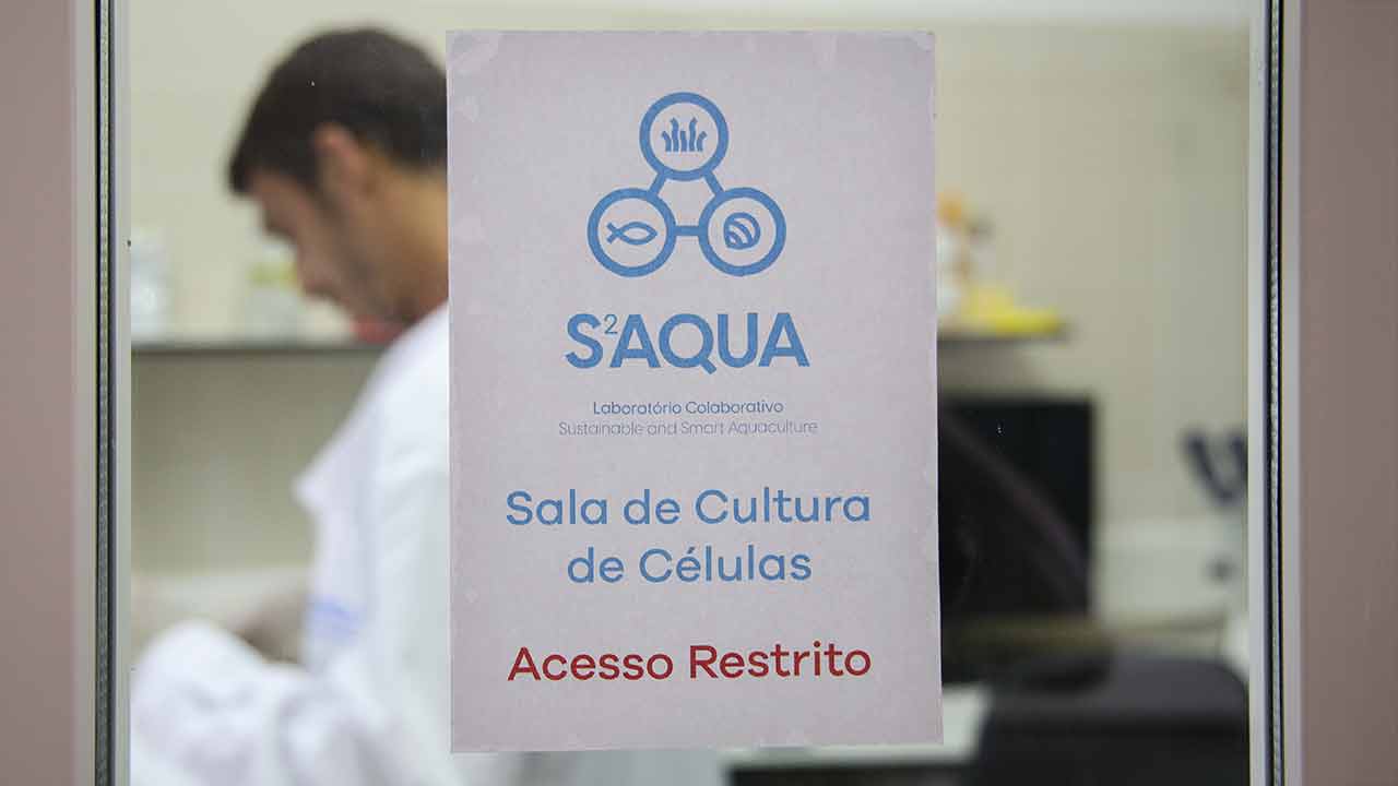 Projeto Inovacel pretende substituir o soro fetal bovino, componente essencial no cultivo de células, por um produto inovador à base de microalgas que está a ser desenvolvido no Algarve, já com elevadas taxas de sucesso e potencial para alavancar uma nova fileira alimentar e científica.