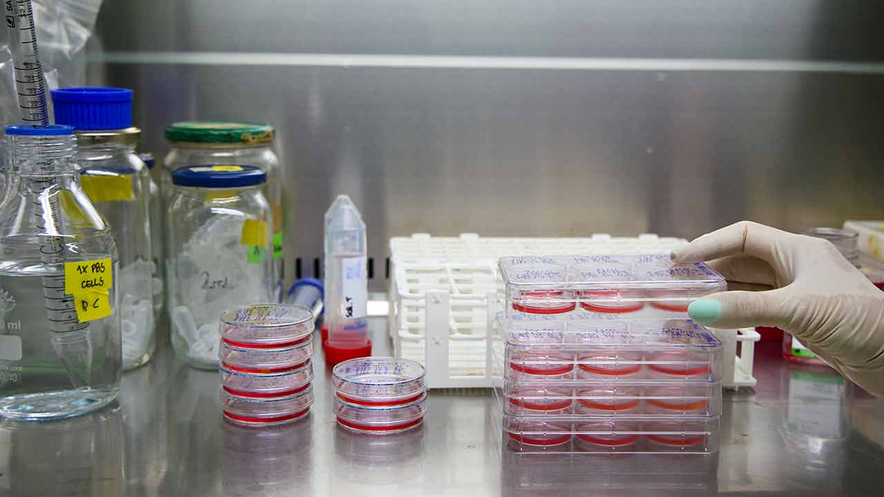 Projeto Inovacel está a criar no Algarve um soro alternativo ao FBS feito de microalgas que promete ser uma revolução no cultivo celular.