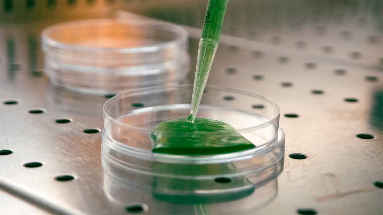 Projeto Inovacel pretende substituir o soro fetal bovino, componente essencial no cultivo de células, por um produto inovador à base de microalgas que está a ser desenvolvido no Algarve, já com elevadas taxas de sucesso e potencial para alavancar uma nova fileira alimentar e científica.