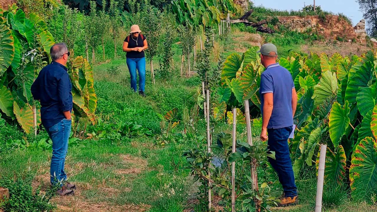 O concelho está a apostar no Pêro de Monchique ao querer dar continuidade ao projeto de instalação do campo experimental, com uma nova ação para aumentar as variedades.