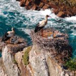Festival de Observação de Aves em Sagres junta centenas de participantes para quatro dias de atividades de natureza até domingo.