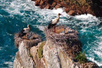 Festival de Observação de Aves em Sagres junta centenas de participantes para quatro dias de atividades de natureza até domingo.