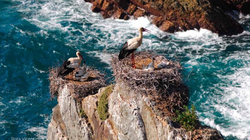 Festival de Observação de Aves em Sagres junta centenas de participantes para quatro dias de atividades de natureza até domingo.