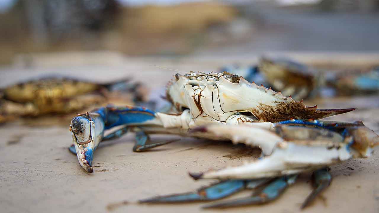 O caranguejo azul (Callinectes sapidus) começou a surgir nas águas do Algarve como um intruso inesperado. Em breve, poderá passar de invasor agressivo a iguaria gastronómica.