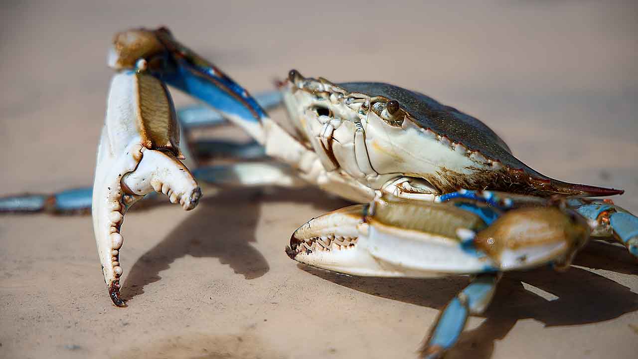 O caranguejo azul (Callinectes sapidus) começou a surgir nas águas do Algarve como um intruso inesperado. Em breve, poderá passar de invasor agressivo a iguaria gastronómica.