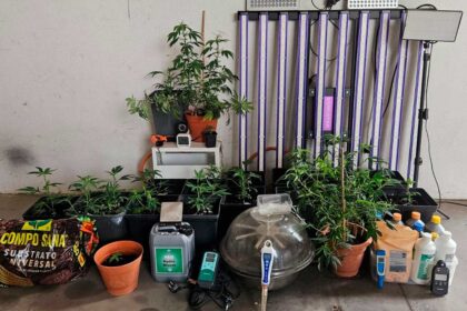 Um homem de 79 anos foi detido pela GNR em Tavira por cultivo de canábis, numa operação que desmantelou uma estufa na casa do detido.