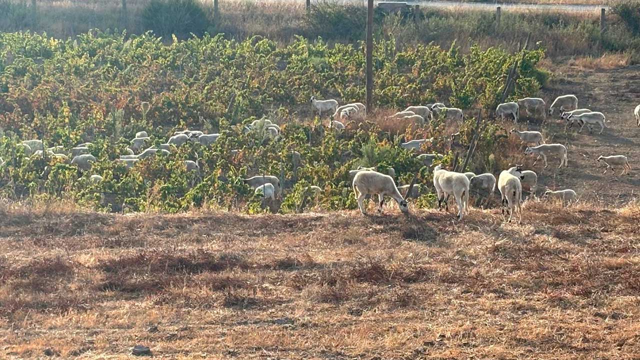 Na Herdade do Barranco do Vale, as ovelhas da raça autóctone Churra Algarvia limpam e fertilizam, de forma natural, as vinhas durante o repouso vegetativo.