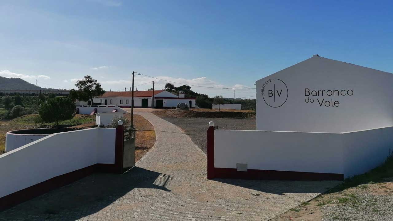Na Herdade do Barranco do Vale, as ovelhas da raça autóctone Churra Algarvia limpam e fertilizam, de forma natural, as vinhas durante o repouso vegetativo.