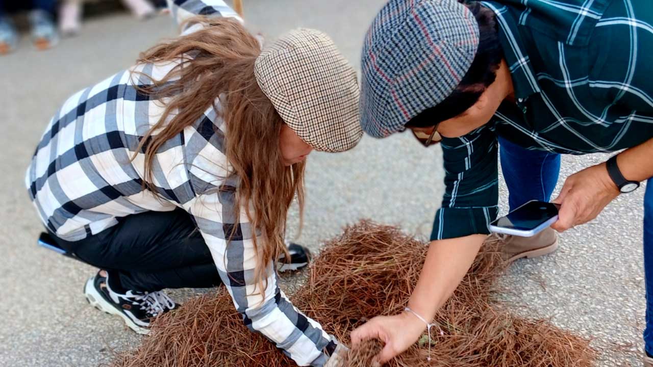 Magusto celebrou a tradição de outono com escolas e centros sénior, promovendo união entre gerações nas freguesias de Lagoa e Carvoeiro.