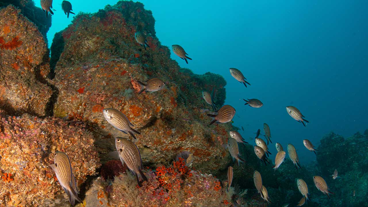 Os primeiros resultados da expedição reforçam a singularidade do ecossistema e importância de monitorizar e proteger o Parque Natural Marinho do Recife do Algarve - Pedra do Valado.