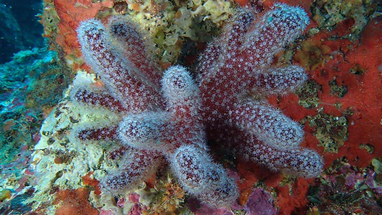 Os primeiros resultados da expedição reforçam a singularidade do ecossistema e importância de monitorizar e proteger o Parque Natural Marinho do Recife do Algarve - Pedra do Valado.