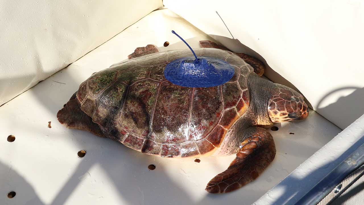 A tartaruga Salina, devolvida ao mar pelo Zoomarine, percorreu 9.203 km e forneceu dados de tracking e genética essenciais para investigação internacional.