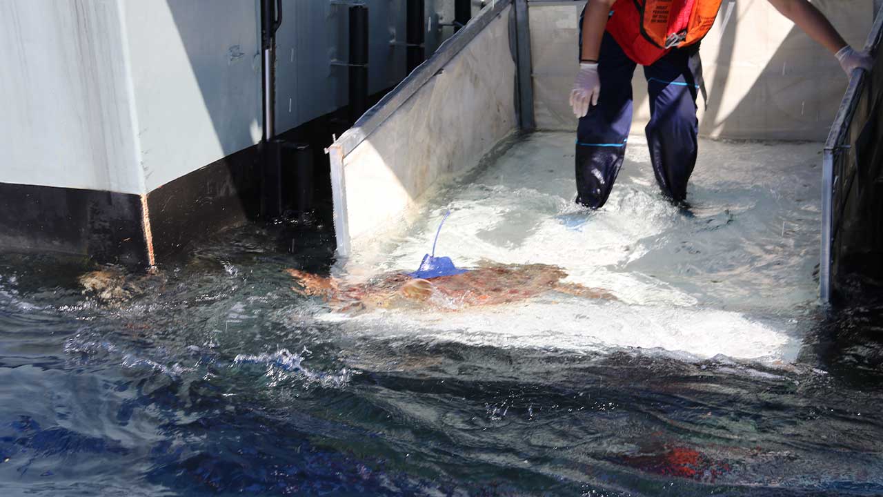 A tartaruga Salina, devolvida ao mar pelo Zoomarine, percorreu 9.203 km e forneceu dados de tracking e genética essenciais para investigação internacional.