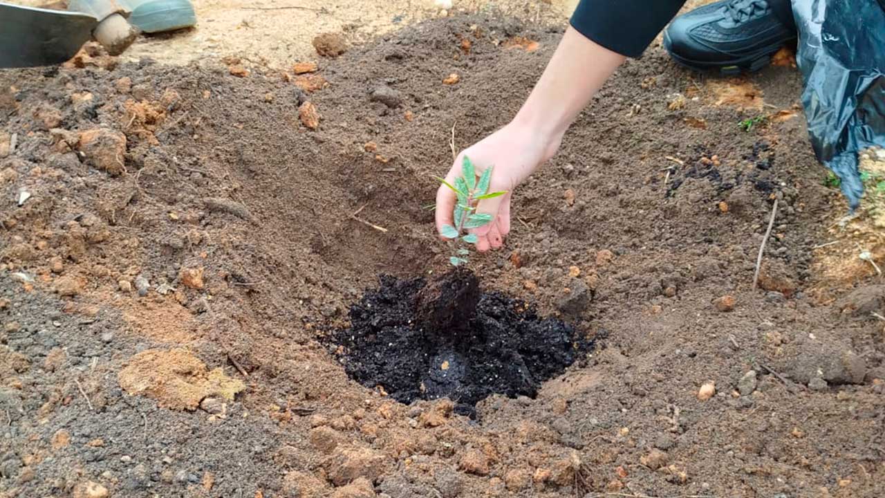 Quatro turmas da Escola Secundária Pinheiro e Rosa participaram em ações de plantação de sobreiros e medronheiros e em sessões sobre floresta autóctone.