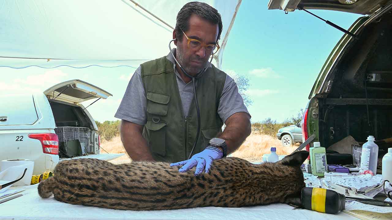 Trabalhos no Vale do Guadiana identificaram um número recorde de linces na natureza reforçando a recuperação do lince-ibérico em Portugal