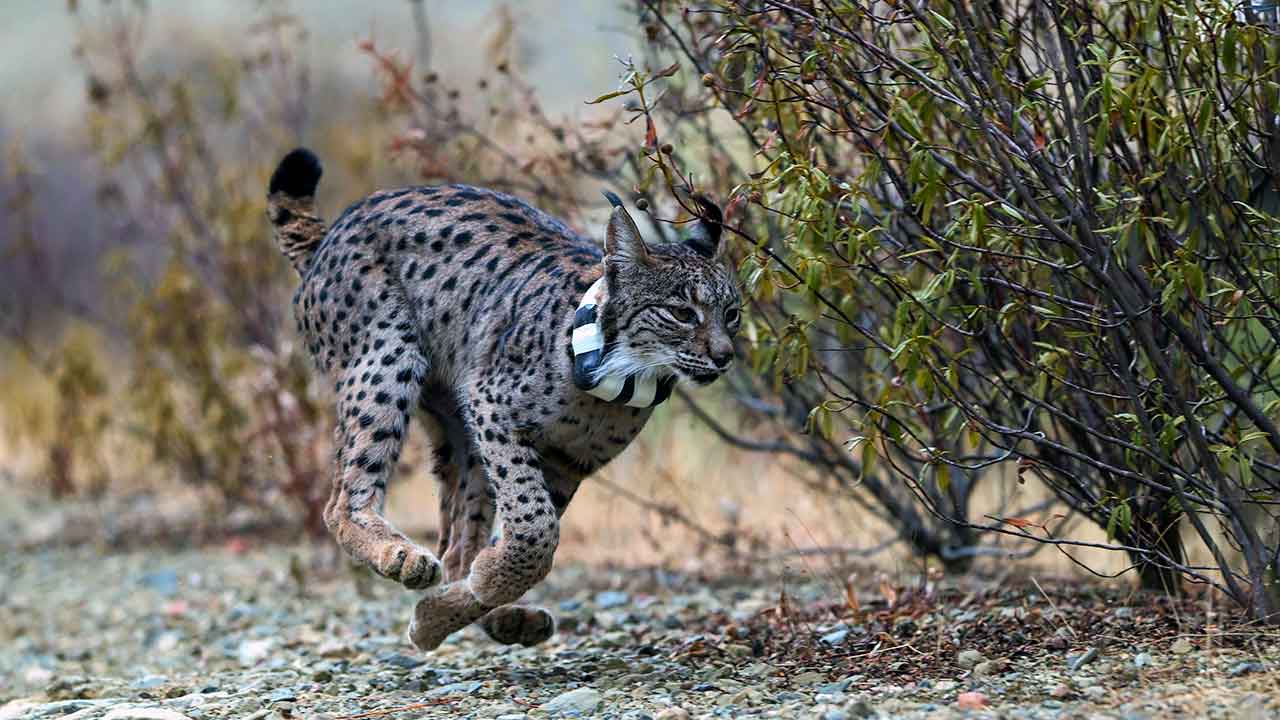 Campanha no Vale do Guadiana identifica número recorde de linces na natureza e confirma recuperação da espécie em Portugal segundo dados oficiais