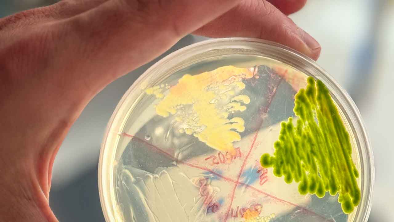 Fundada na Nova Zelândia, a NXW – Nutrition from Water muda-se para o Algarve para produzir proteína de microalgas e transformar a região num polo europeu da nutrição do futuro.