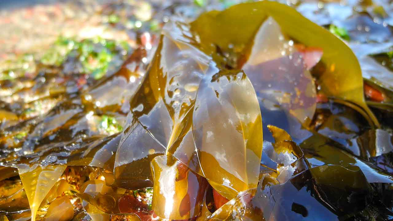 O GreenCoLab lidera o desenvolvimento de novos modelos de negócio sustentáveis a partir do mar e projeta o Algarve como referência internacional no estudo e aplicação industrial de algas.