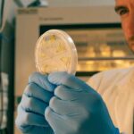 O GreenCoLab lidera o desenvolvimento de novos modelos de negócio sustentáveis a partir do mar e projeta o Algarve como referência internacional no estudo e aplicação industrial de algas.