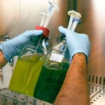 O GreenCoLab lidera o desenvolvimento de novos modelos de negócio sustentáveis a partir do mar e projeta o Algarve como referência internacional no estudo e aplicação industrial de algas.