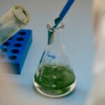O GreenCoLab lidera o desenvolvimento de novos modelos de negócio sustentáveis a partir do mar e projeta o Algarve como referência internacional no estudo e aplicação industrial de algas.