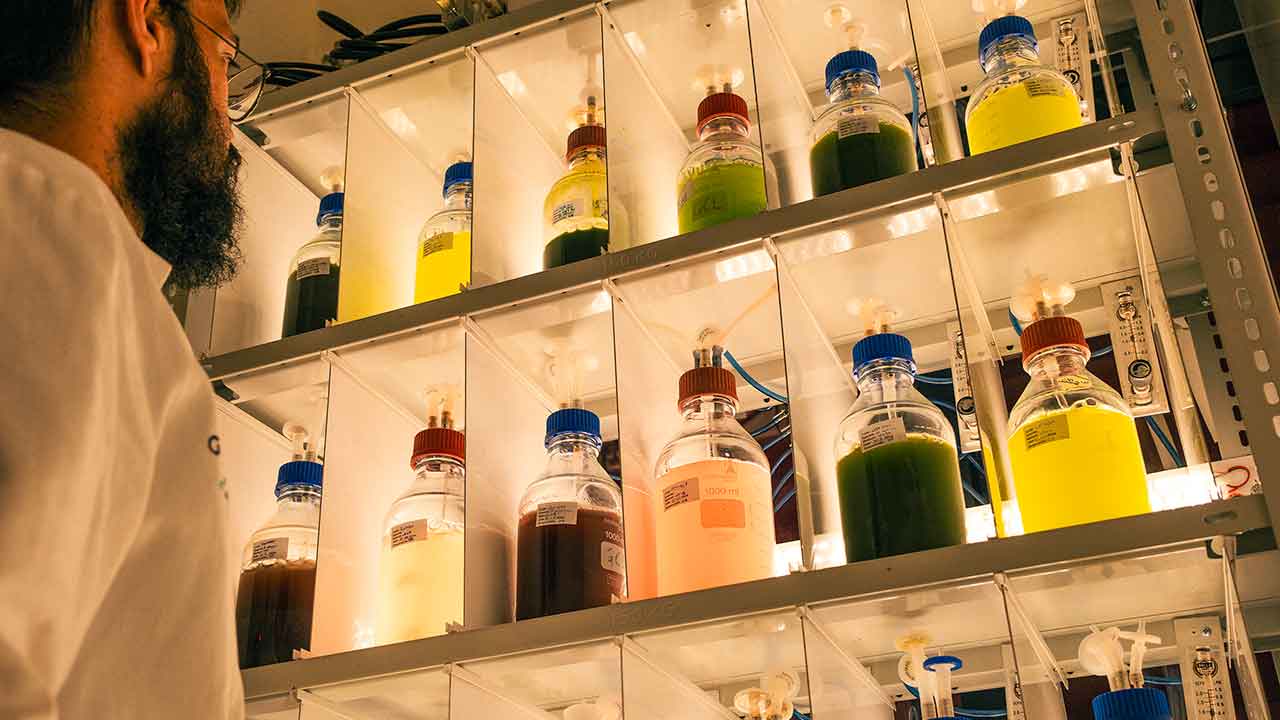 O GreenCoLab lidera o desenvolvimento de novos modelos de negócio sustentáveis a partir do mar e projeta o Algarve como referência internacional no estudo e aplicação industrial de algas.