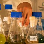O GreenCoLab lidera o desenvolvimento de novos modelos de negócio sustentáveis a partir do mar e projeta o Algarve como referência internacional no estudo e aplicação industrial de algas.