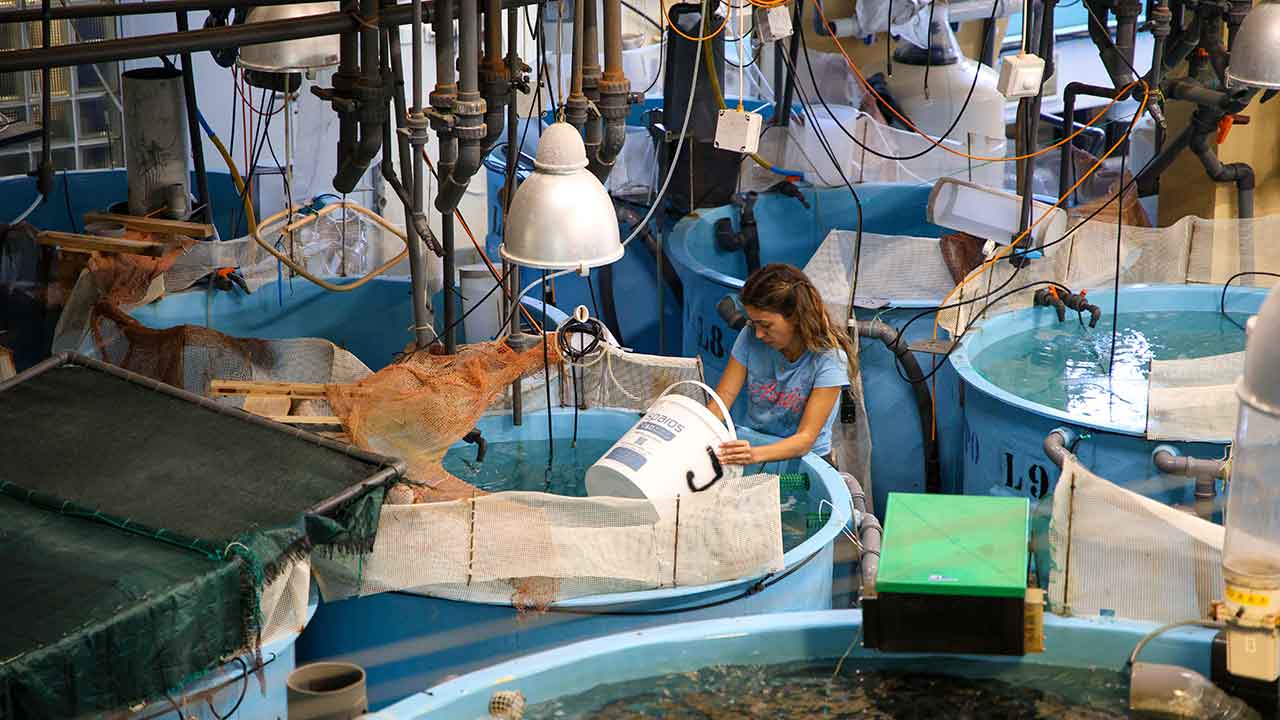 O S2AQUAcoLAB, sediado em Olhão, desenvolve soluções de investigação e inovação que reforçam a aquacultura sustentável do Algarve à escala europeia.