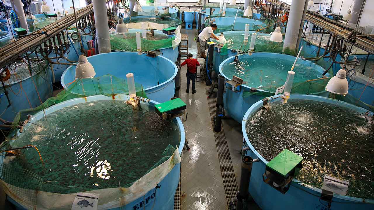 O S2AQUAcoLAB, sediado em Olhão, desenvolve soluções de investigação e inovação que reforçam a aquacultura sustentável do Algarve à escala europeia.