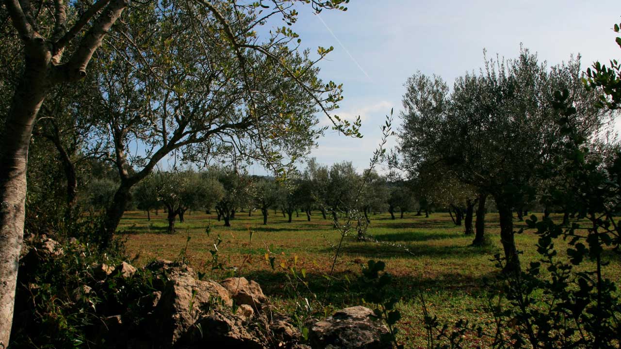 São Brás de Alportel integra um projeto regional para valorizar o pomar tradicional de sequeiro do Algarve, com investimento municipal e candidatura ao Algarve 2030.