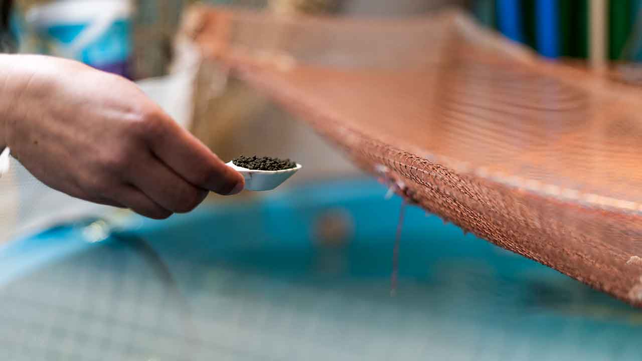 Empresa de biotecnologia sediada em Olhão desenvolve dietas inovadoras para uma alimentação de precisão na aquacultura. A Sparos é líder de mercado na Europa.