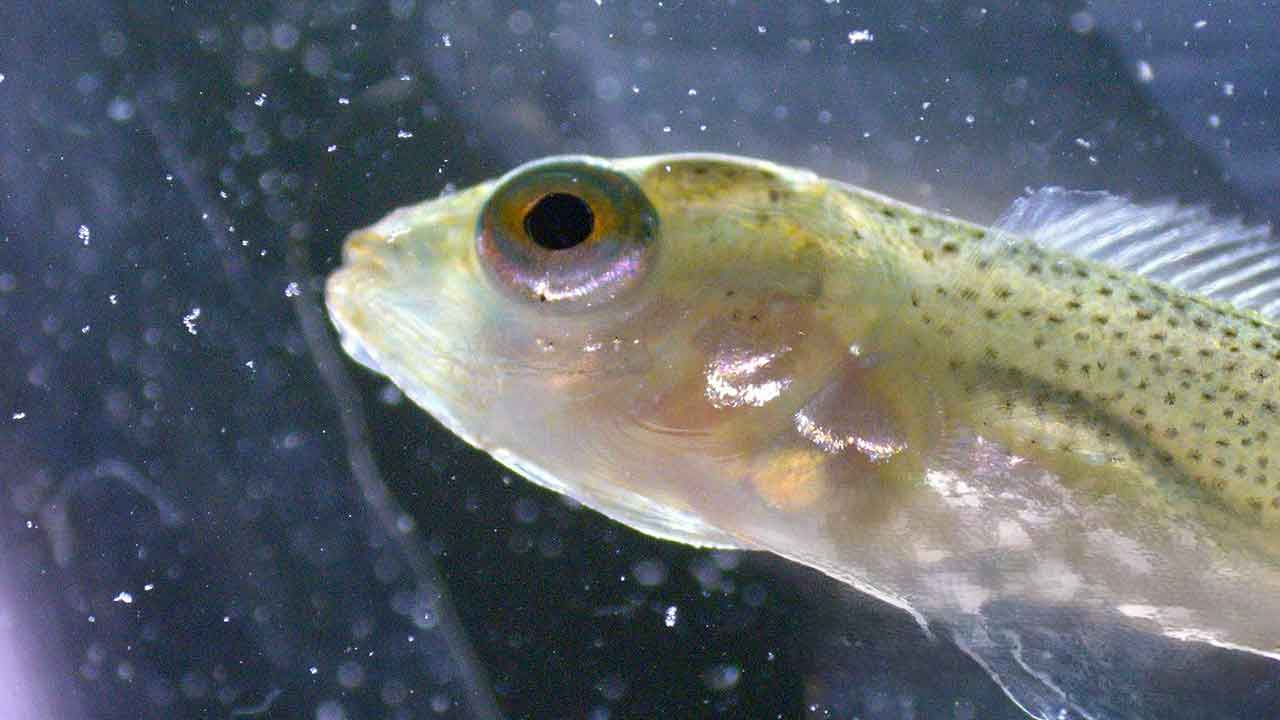 Empresa de biotecnologia sediada em Olhão desenvolve dietas inovadoras para uma alimentação de precisão na aquacultura. A Sparos é líder de mercado na Europa.