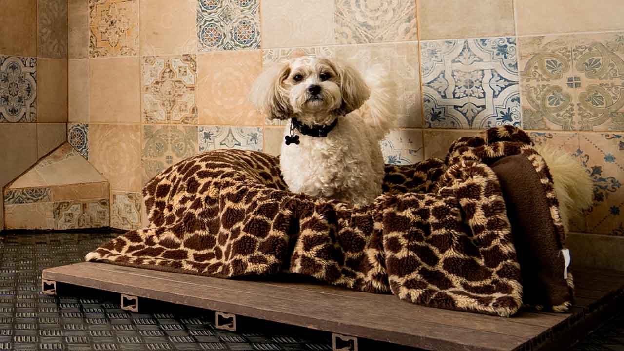 Herdade Bonanza alia treino, lazer e bem-estar canino em Lagos, com hotel, creche e spa num espaço pensado para cães.